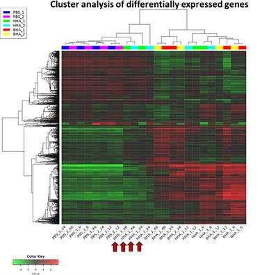 Enhancement of mucosal innate and adaptive immunity following intranasal immunization of mice with a bovine adenoviral vector